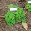 Eastern Red Columbine